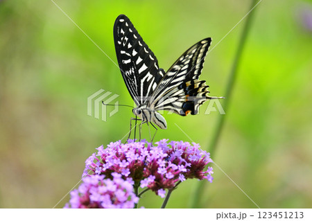 春イメージ(アゲハチョウ：Swallowtail butterfly / spring image) 123451213