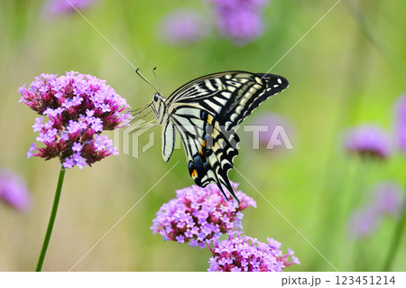 春イメージ(アゲハチョウ:Swallowtail butterfly / spring image) 春イメージ(アゲハチョウ:Swallowtail butterfly / spring image) 123451214