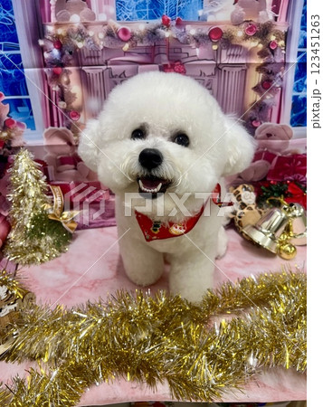 ビションフリーゼ 123451263