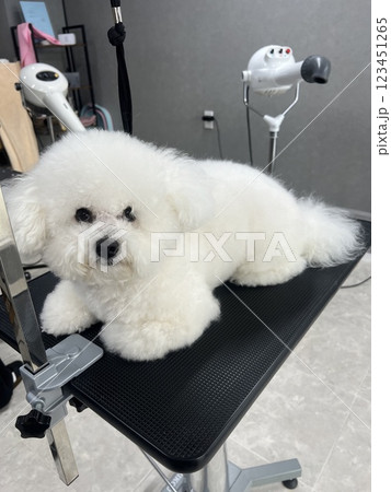 愛犬のカット 愛犬のカット 123451265