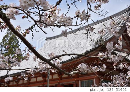 総本山醍醐寺　サクラと金堂【国宝】 123451491