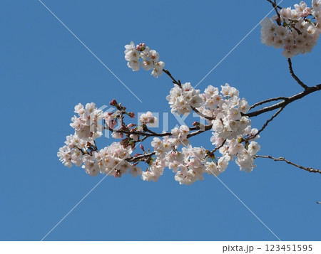桜（ソメイヨシノ）Cherry Blossom 123451595