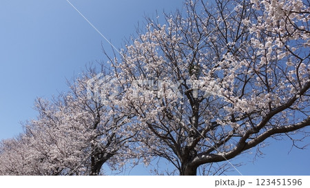 桜（ソメイヨシノ）Cherry Blossom 123451596