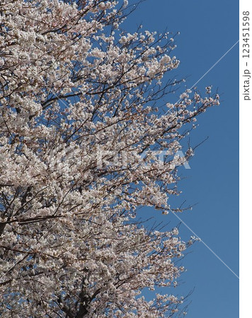 桜（ソメイヨシノ）Cherry Blossom 123451598