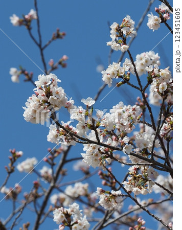 桜（ソメイヨシノ）Cherry Blossom 123451605