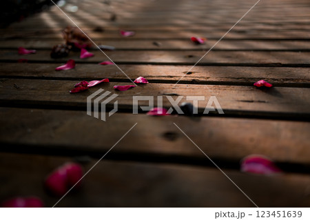 Scattered pink camellia petals on wooden planks in sunlight Scattered pink camellia petals on wooden planks in sunlight 123451639
