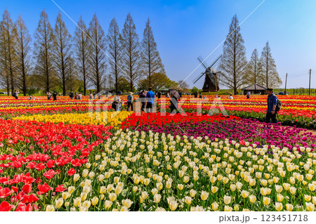 千葉県　柏市　あけぼの山農業公園のチューリップ 123451718