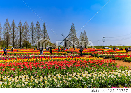 千葉県　柏市　あけぼの山農業公園のチューリップ 123451727