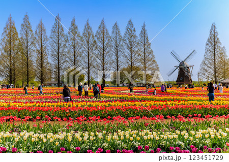 千葉県　柏市　あけぼの山農業公園のチューリップ 123451729