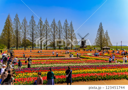 千葉県 柏市 あけぼの山農業公園のチューリップ 千葉県 柏市 あけぼの山農業公園のチューリップ 123451744