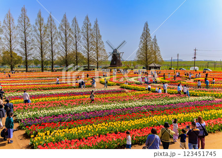 千葉県 柏市 あけぼの山農業公園のチューリップ 千葉県 柏市 あけぼの山農業公園のチューリップ 123451745