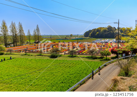 千葉県　柏市　あけぼの山農業公園のチューリップ 123451756