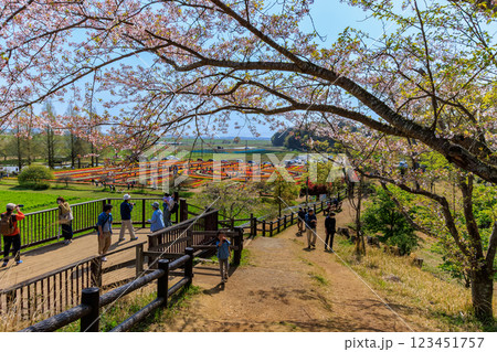 千葉県　柏市　あけぼの山農業公園　展望台 123451757