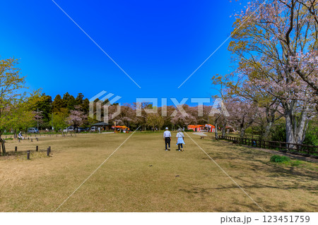 千葉県　柏市　あけぼの山農業公園　さくら山 123451759