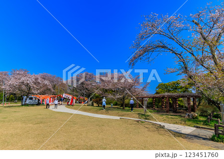 千葉県 柏市 あけぼの山農業公園 さくら山 千葉県 柏市 あけぼの山農業公園 さくら山 123451760
