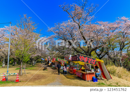 千葉県　柏市　あけぼの山農業公園　さくら山 123451762