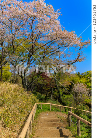 千葉県　柏市　あけぼの山農業公園　さくら山 123451763