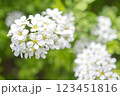 白い花 123451816