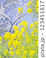 春の花、黄色い花 123451817