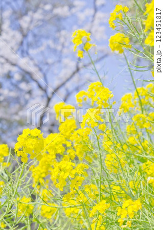 春の花、黄色い花 春の花、黄色い花 123451817