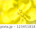 菜の花の蜜 123451818