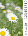 白い花 123451819