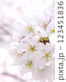 満開に咲いた桜 123451836