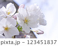 桜の花びら 123451837