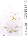 白バックに咲いた桜の花 123451840