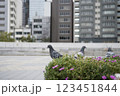 都市公園のビルの前を散歩する鳩 123451844