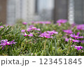 花のある風景 123451845