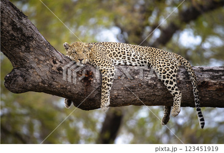 A cheetah in the branches of a tree, Cheetah in the tree in Serengeti, Tanzania 123451919