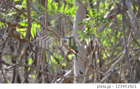 Bird hidden among the branches, green bird hidden in the trees, Nicaraguan national bird 123451921