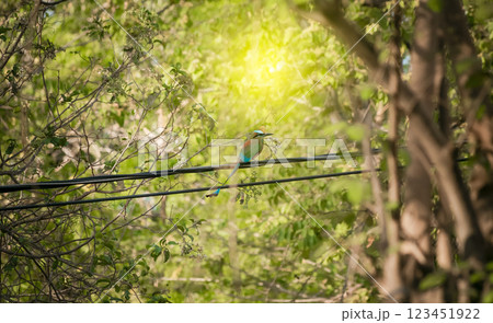 Guardabarranco birds on a branch, National bird of Nicaragua on a branch, Guardabarrancos on a branch, momotidae bird 123451922