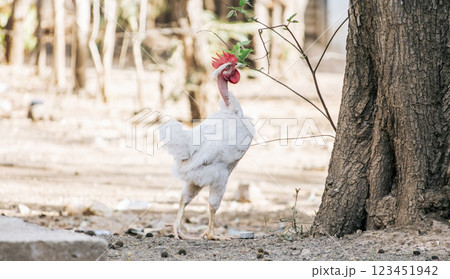 Beautiful rooster eating in the yard, a farm rooster eating in the yard, close up of a breed rooster in a yard Beautiful rooster eating in the yard, a farm rooster eating in the yard, close up of a breed rooster in a yard 123451942