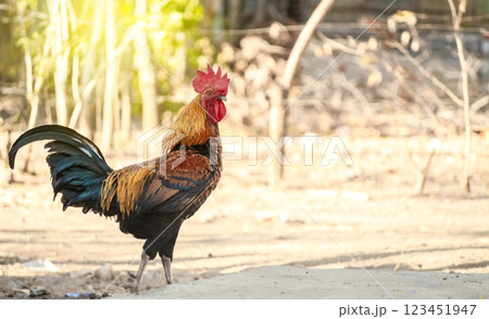 Beautiful breed rooster in the yard, a farm rooster in the yard, close up of a breed rooster in a yard Beautiful breed rooster in the yard, a farm rooster in the yard, close up of a breed rooster in a yard 123451947
