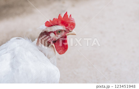 Portrait of a rooster, Close up of a rooster with a red crest, Head of a rooster with a red crest isolated 123451948