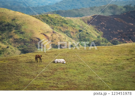 Two horses eating grass together in the field, hill with two horses eating grass, Two horses lying in the grass 123451978