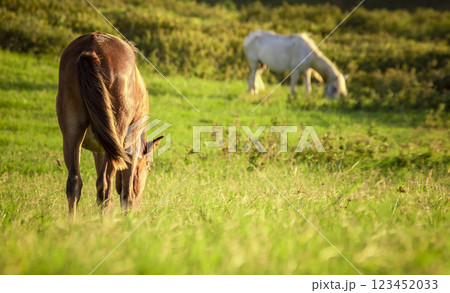 Two horses eating grass together in the field, hill with two horses eating grass, two horses in a meadow 123452033