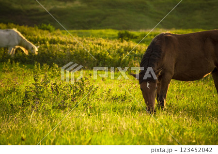 Two horses eating grass together in the field, two horses eating grass, two horses in a meadow 123452042