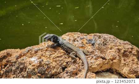 Small dark lizard near the lake 123452071