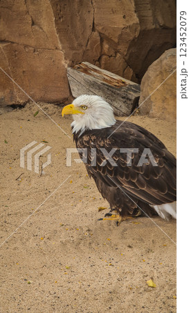 Amazing bald eagle sitting on the ground 123452079