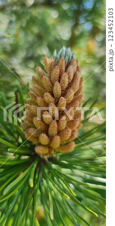 Pine tree in summer garden Pine tree in summer garden 123452103
