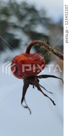 Frozen red berry in garden Frozen red berry in garden 123452107