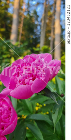 Close up dark rose peony vertical photography 123452121