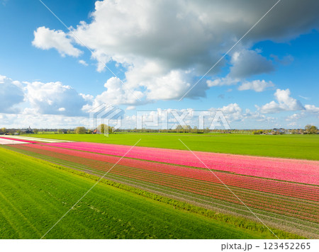 Tulips and sky with clouds as a background. Field with rows. Aerial view. Nature. 123452265
