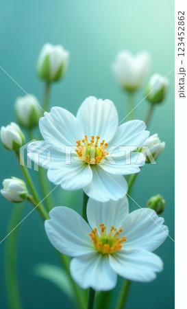 Delicate white flowers with orange centers bloom gracefully against a soft green backdrop. The buds are poised to open showcasing the beauty of spring nature. 123452862