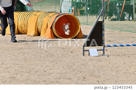 飼い主とトンネルから出てくるトイプードル 123453345