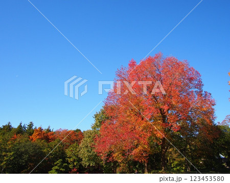 愛知県緑化センターのカエデの紅葉風景 123453580