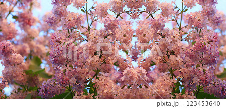Abstract floral banner. Delicate lilac flowers in the spring garden against the blue sky. Spring arrival concept, floral card, template for design, creative composition, selective focus Abstract floral banner. Delicate lilac flowers in the spring garden against the blue sky. Spring arrival concept, floral card, template for design, creative composition, selective focus 123453640